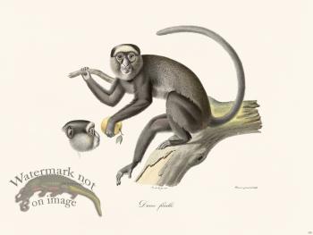 Cuvier 350 Female Diane